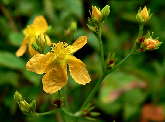 {Hypericum virgatum}